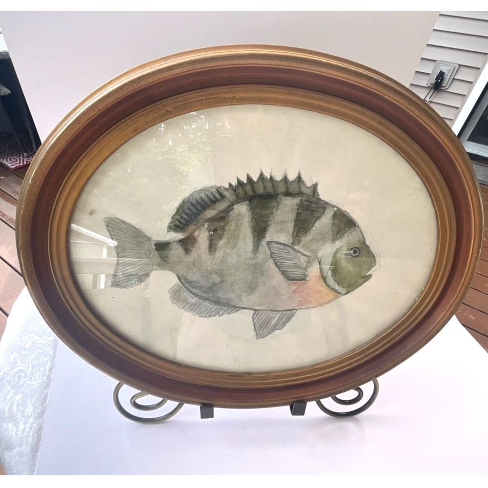 Beautiful vintage hand painted watercolor Sheepshead fish original watercolor
